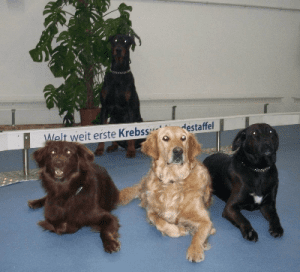 Studien International - Krebssuchhunde